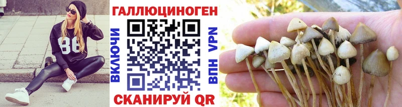 Галлюциногенные грибы Psilocybine cubensis  Ельня 